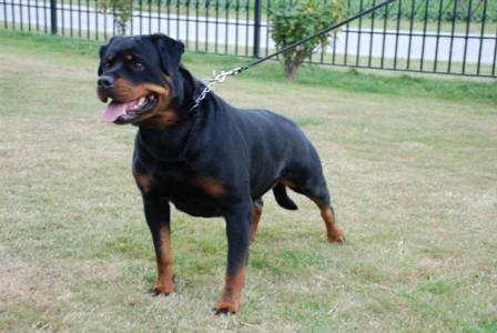 Rottweiler - Kennel Opperby - Arzadon Budina - HD & ED fri - FP - AK - DKV2010 - RKD KLBCH - Dansk KlubChampion - rets Tve 2011