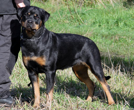 Rottweiler - Kennel Opperby - Opperbys Alina - HD Fri & ED Fri - UHM - FP - UHP(20) - Fyns Junior Vinder 2011