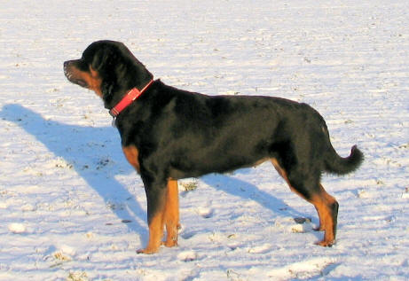 Rottweiler - Kennel Opperby - Opperbys Alina - HD Fri & ED Fri - UHM - FP - UHP(20) - Fyns Junior Vinder 2011