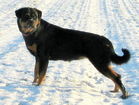 Rottweiler - Kennel Opperby - Opperbys Alina - HD Fri & ED Fri - UHM - FP - UHP(20) - Fyns Junior Vinder 2011