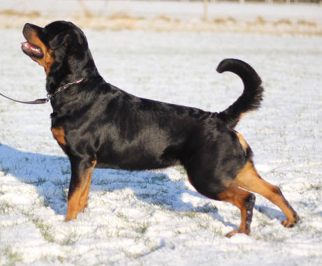 Rottweiler - Kennel Opperby - Opperbys Alina - HD Fri & ED Fri - UHM - FP - UHP(20) - Fyns Junior Vinder 2011