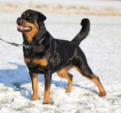 Rottweiler - Kennel Opperby - Opperbys Alina - HD Fri & ED Fri - UHM - FP - UHP(20) - Fyns Junior Vinder 2011