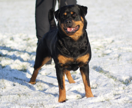 Rottweiler - Kennel Opperby - Opperbys Alina - HD Fri & ED Fri - UHM - FP - UHP(20) - Fyns Junior Vinder 2011