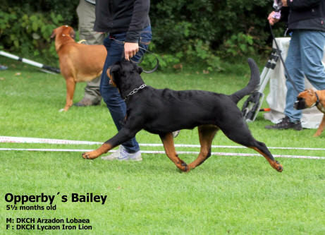 Rottweiler - Kennel Opperby - Opperbys Bailey - M: DKCH Arzadon Lobaea - F: DKCH Lycaon Iron Lion